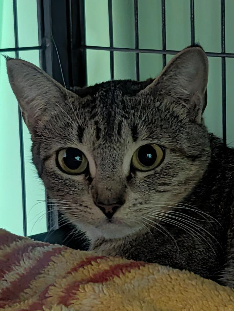 Mama Socks, a Adoptable mixed breed in Shelton, WA image 2/2