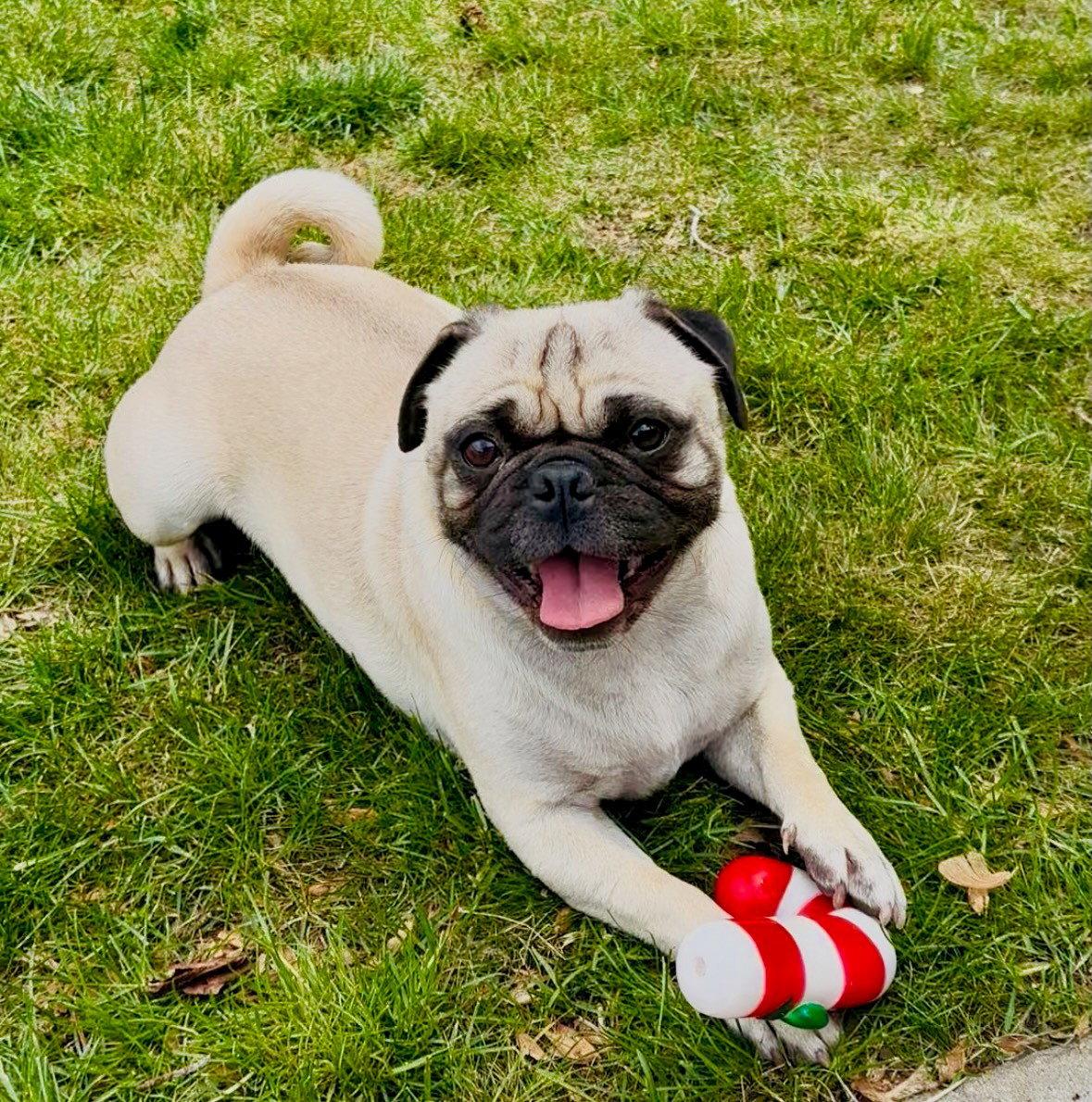 Rollee, a Adopted Pug in Salt Lake City, UT image 1/3