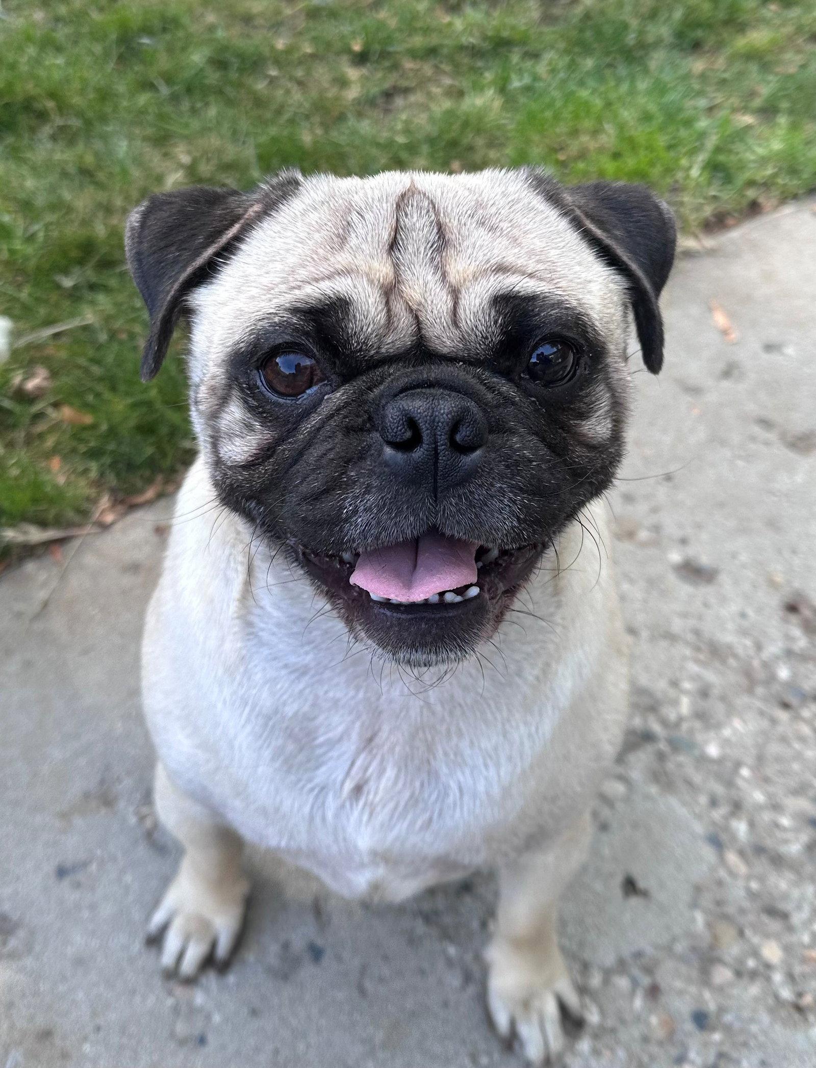 Rollee, a Adopted Pug in Salt Lake City, UT image 2/3