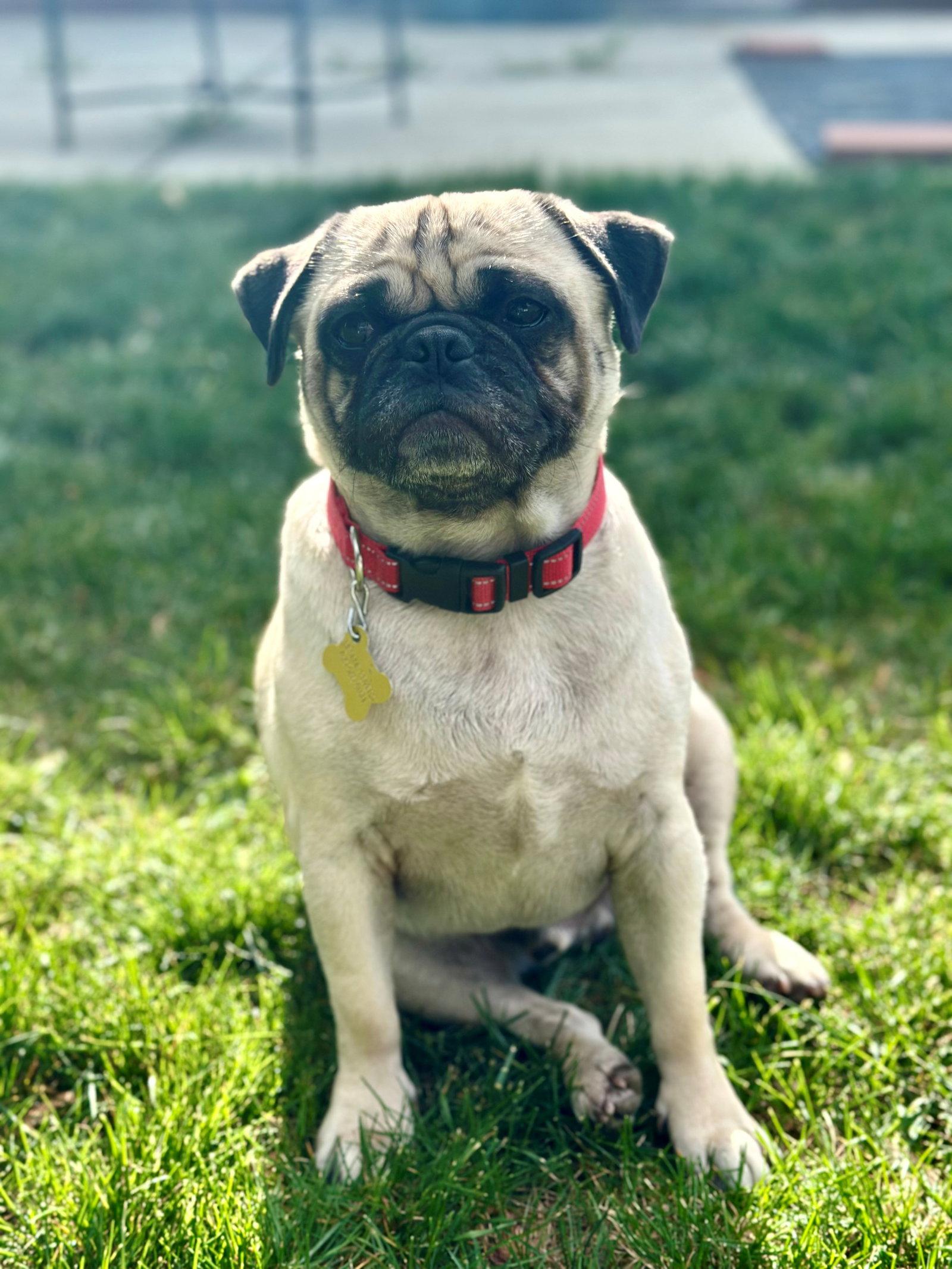 Rollee, a Adopted Pug in Salt Lake City, UT image 3/3