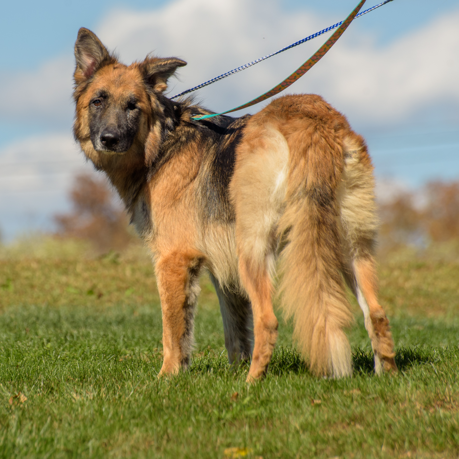 Enlarge Katarina, a Adoptable German Shepherd Dog in Lambertville, NJ image 2/4