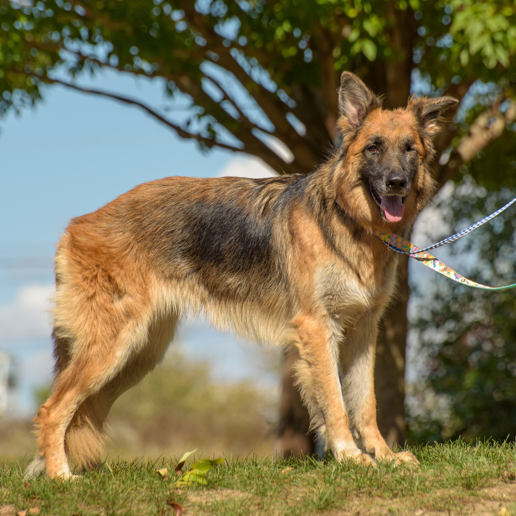 Enlarge Katarina, a Adoptable German Shepherd Dog in Lambertville, NJ image 3/4