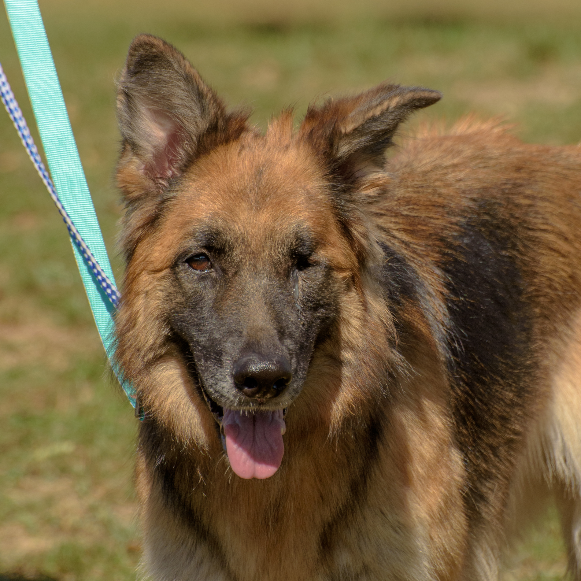 Enlarge Katarina, a Adoptable German Shepherd Dog in Lambertville, NJ image 4/4