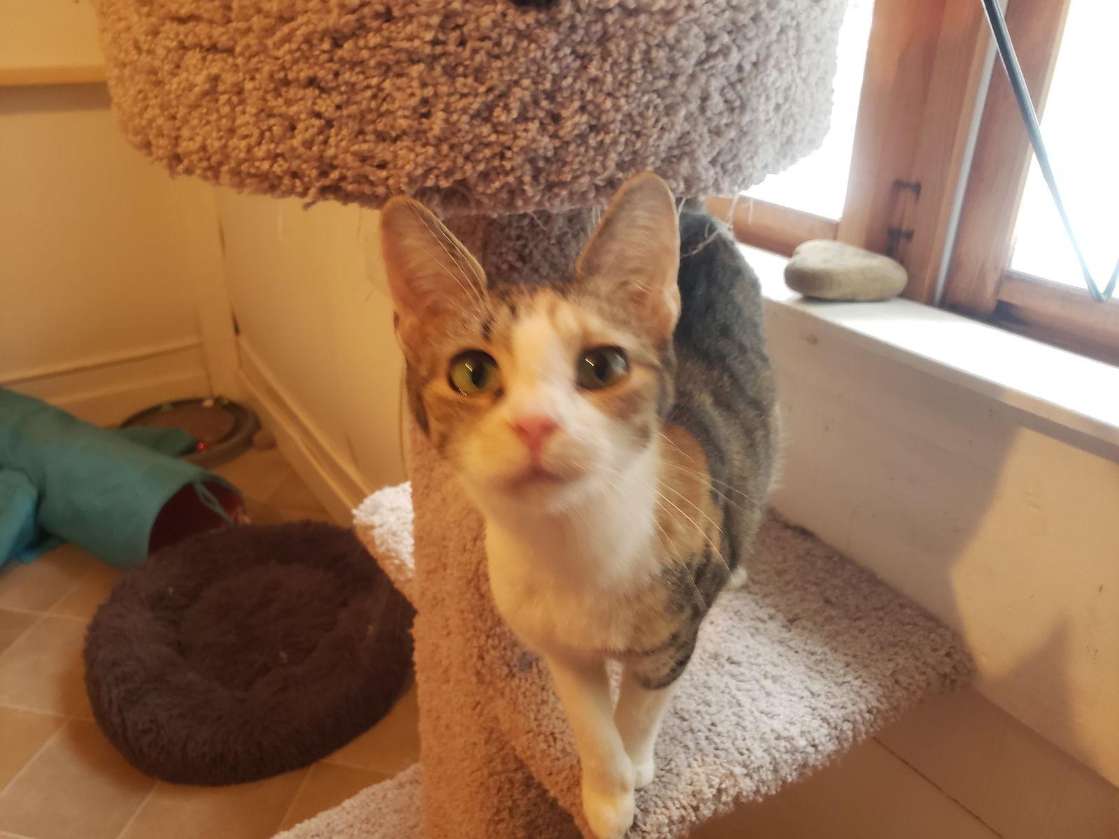 Enlarge Sage, a Adoptable mixed breed in Cuyahoga Falls, OH image 1/2