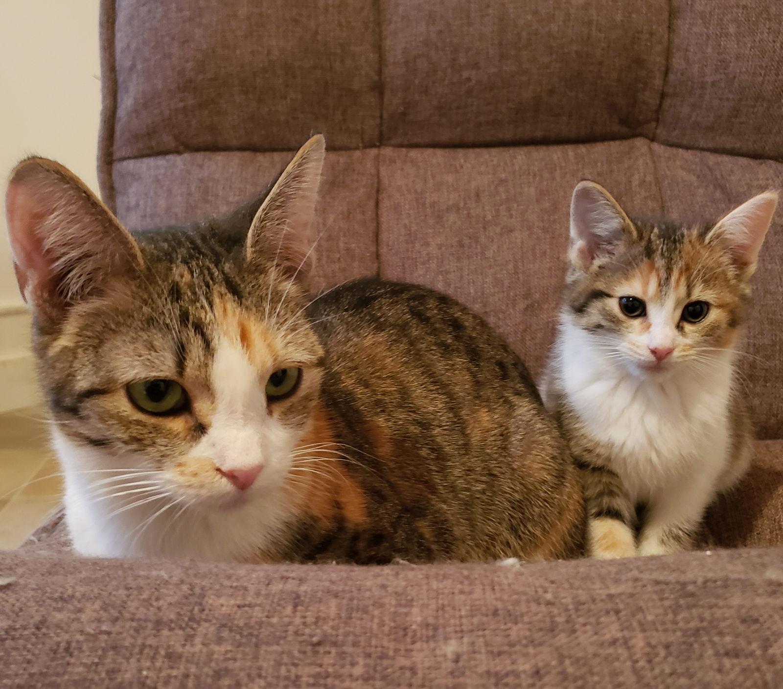 Enlarge Sage, a Adoptable mixed breed in Cuyahoga Falls, OH image 2/2