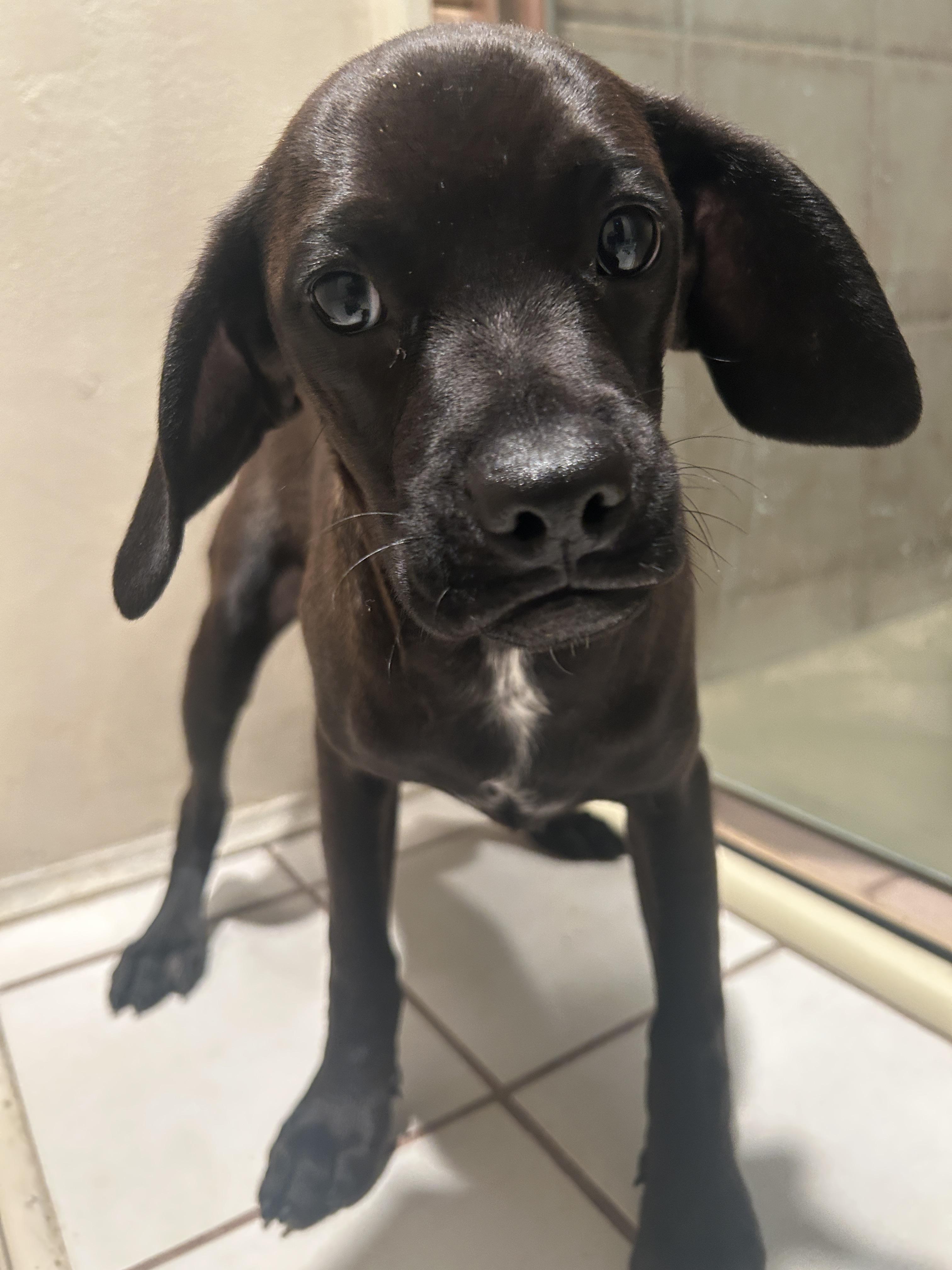 Enlarge CINDY , a ADOPTABLE mixed breed in El Cajon, CA image 3/5