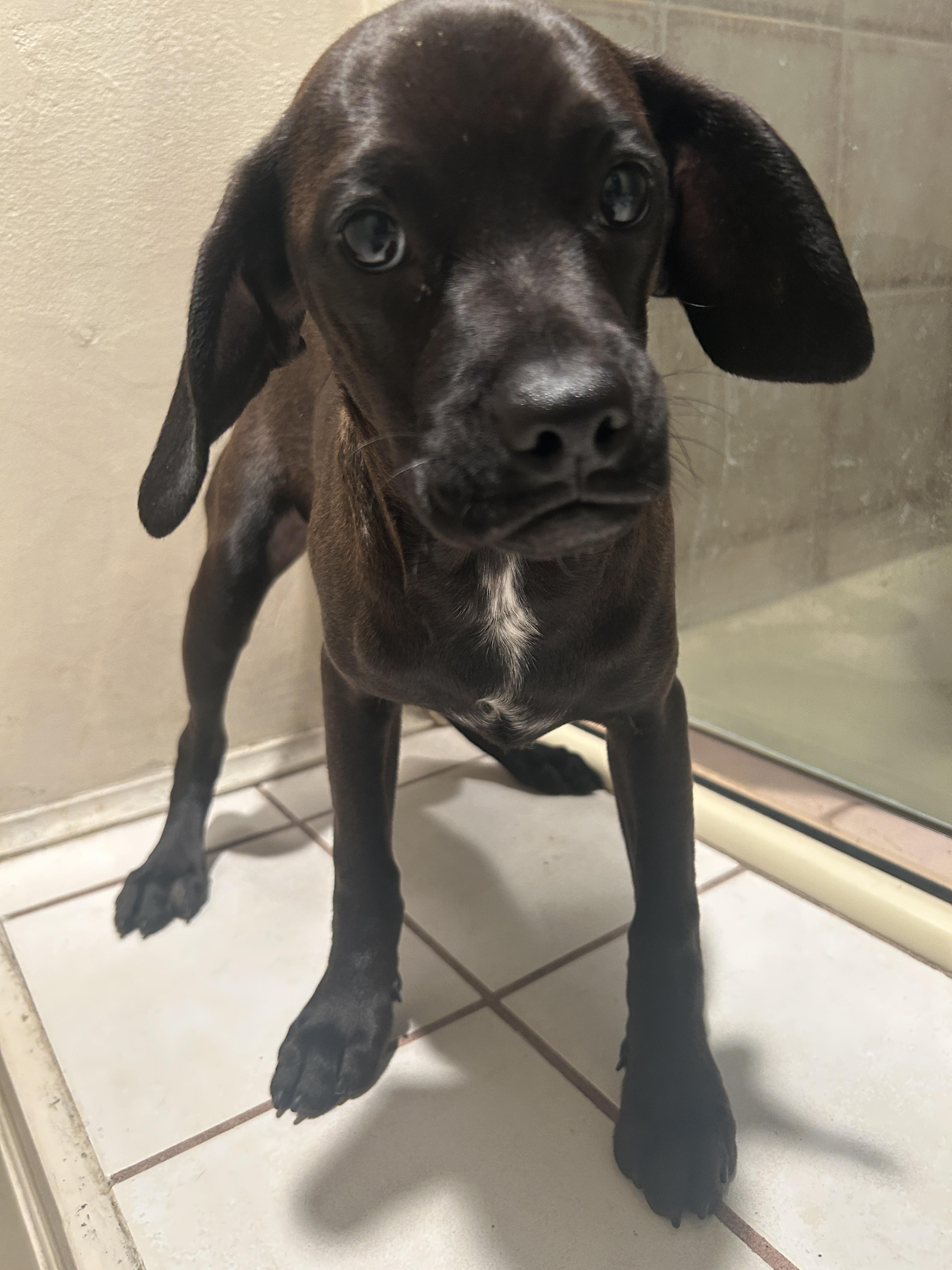 Enlarge CINDY , a ADOPTABLE mixed breed in El Cajon, CA image 4/5