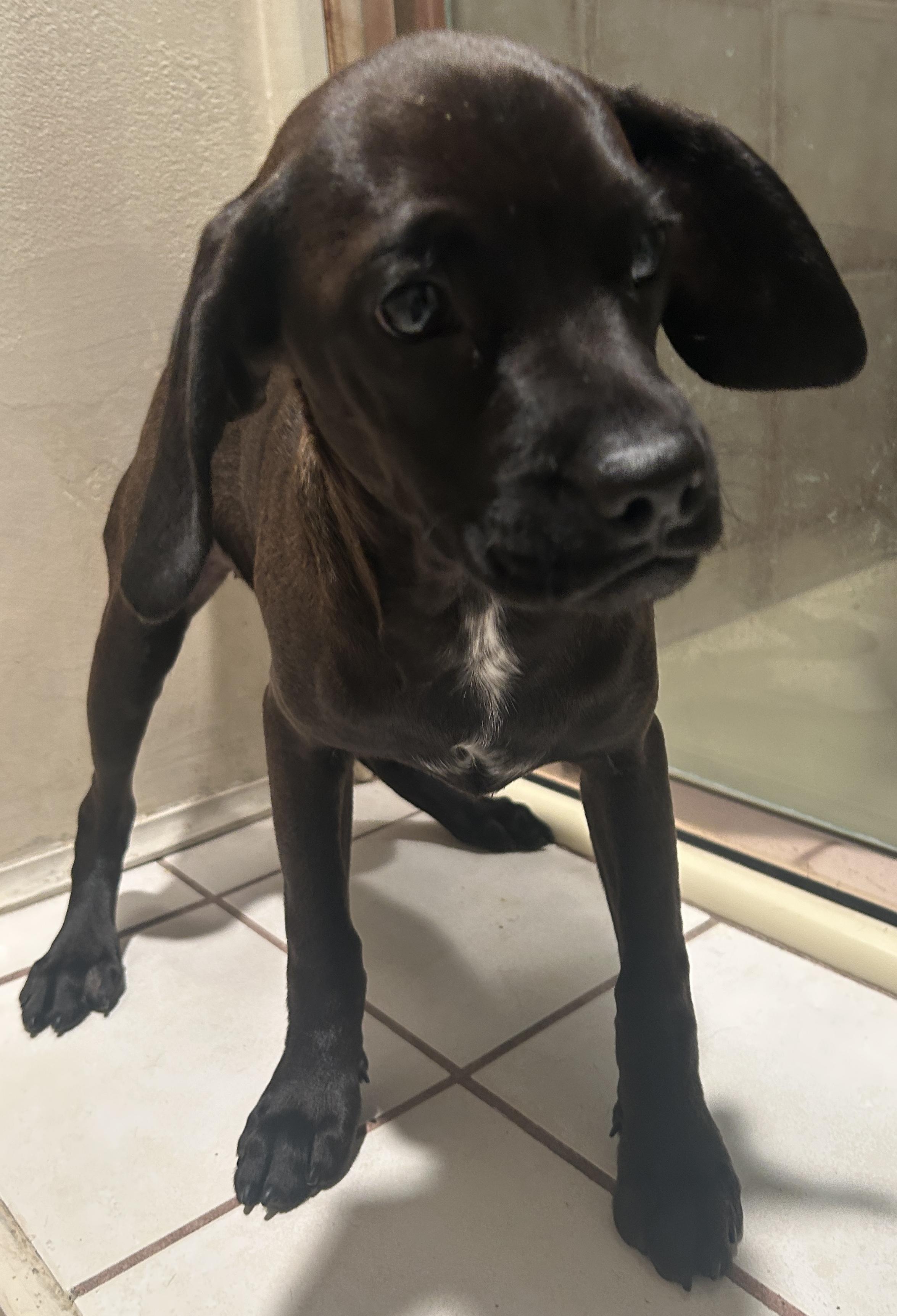 Enlarge CINDY , a ADOPTABLE mixed breed in El Cajon, CA image 2/5