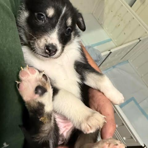 Spark, Adoptable, Puppy Female Mixed Breed.