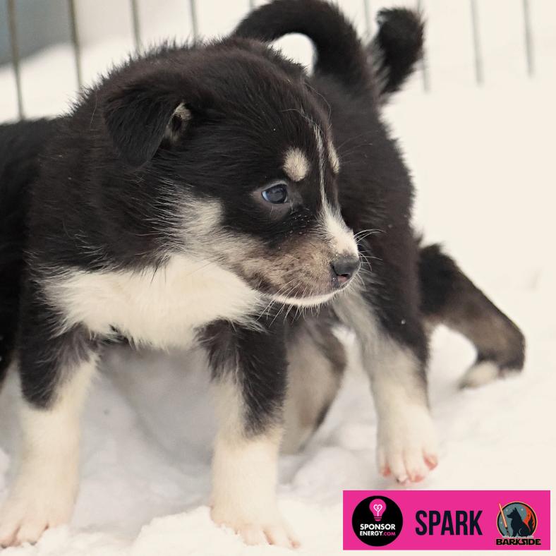 Enlarge Spark, a Adoptable Mixed Breed in Calgary, AB image 2/6