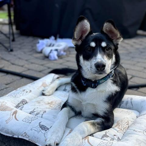 Enlarge Spark, a Adoptable Mixed Breed in Calgary, AB image 3/6