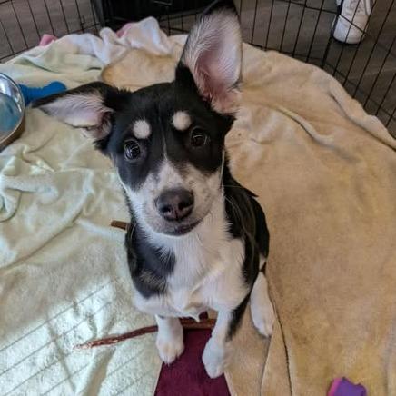 Enlarge Spark, a Adoptable Mixed Breed in Calgary, AB image 3/6