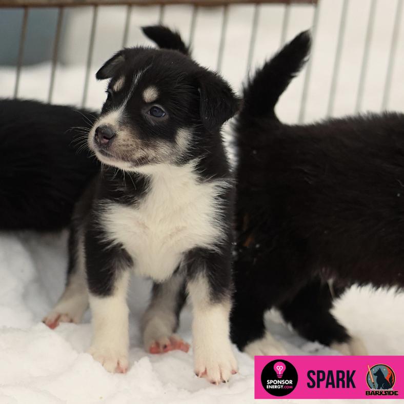 Enlarge Spark, a Adoptable Mixed Breed in Calgary, AB image 4/6