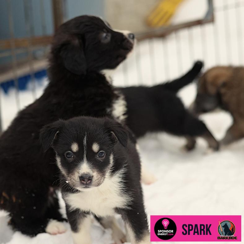 Enlarge Spark, a Adoptable Mixed Breed in Calgary, AB image 5/6