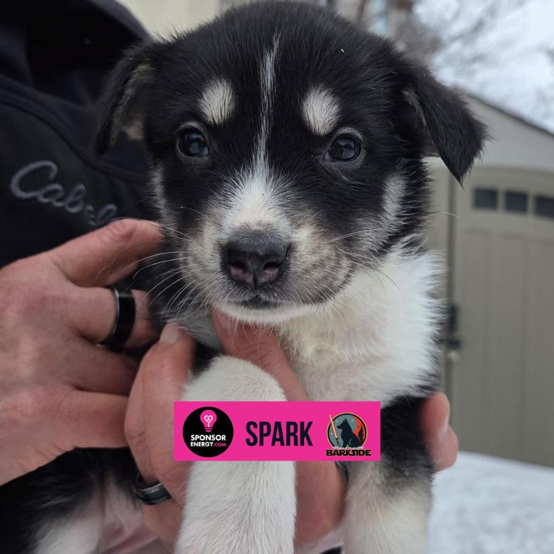 Enlarge Spark, a Adoptable Mixed Breed in Calgary, AB image 6/6
