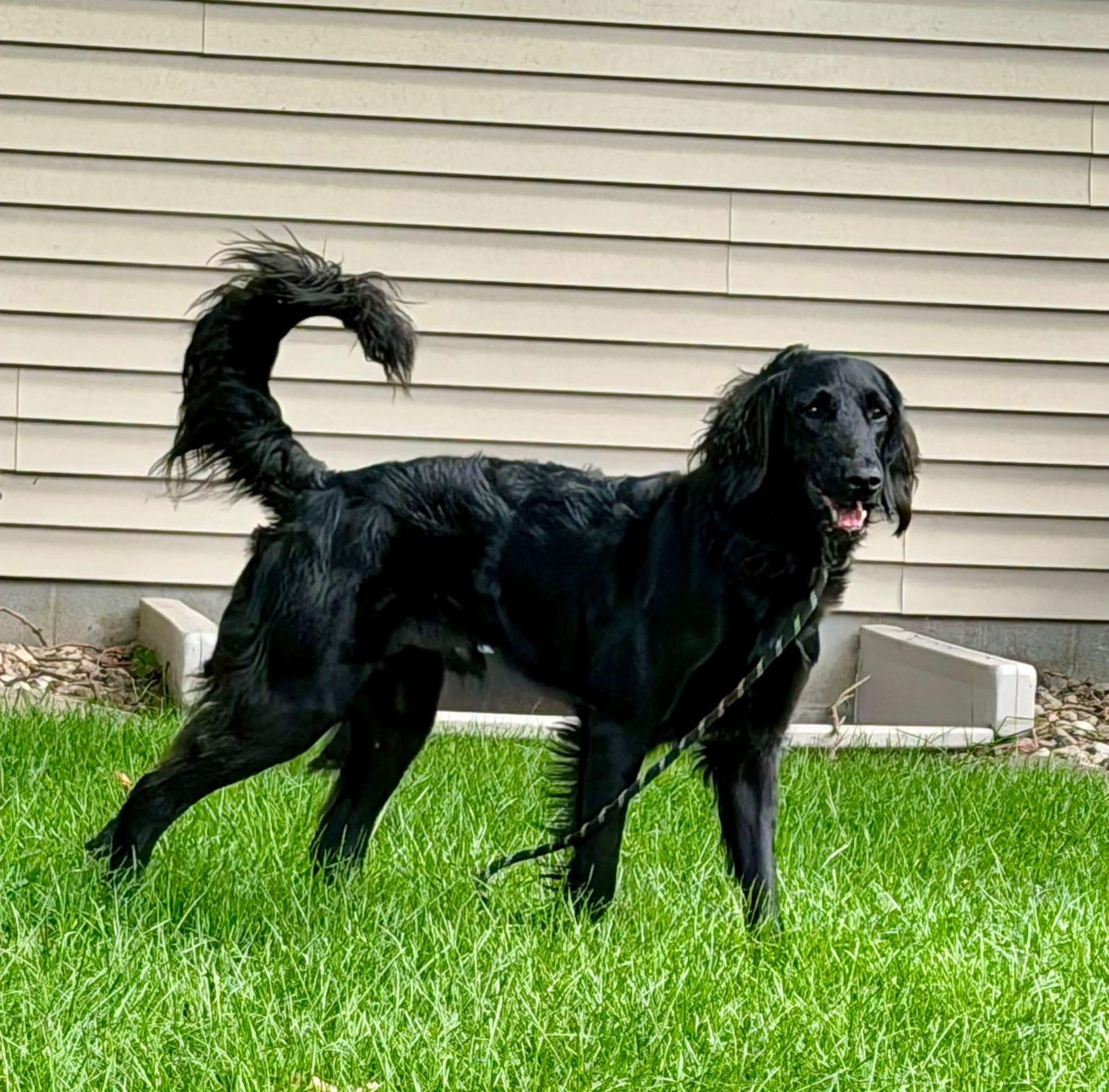 Fez, Adoptable, Young Male Golden Retriever & Poodle.