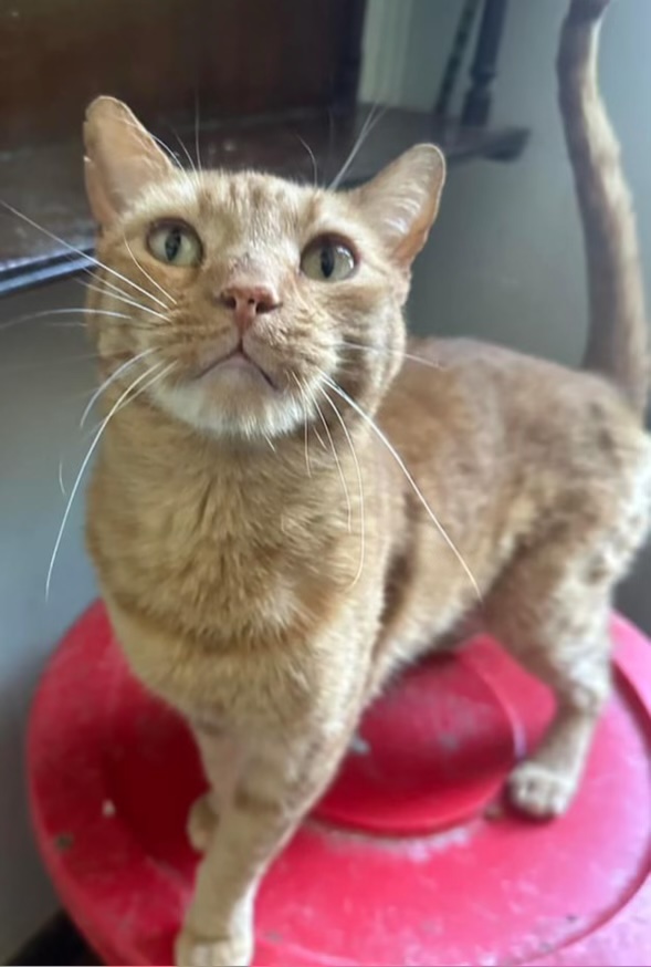 Louie, Adopted, Adult Male American Shorthair.