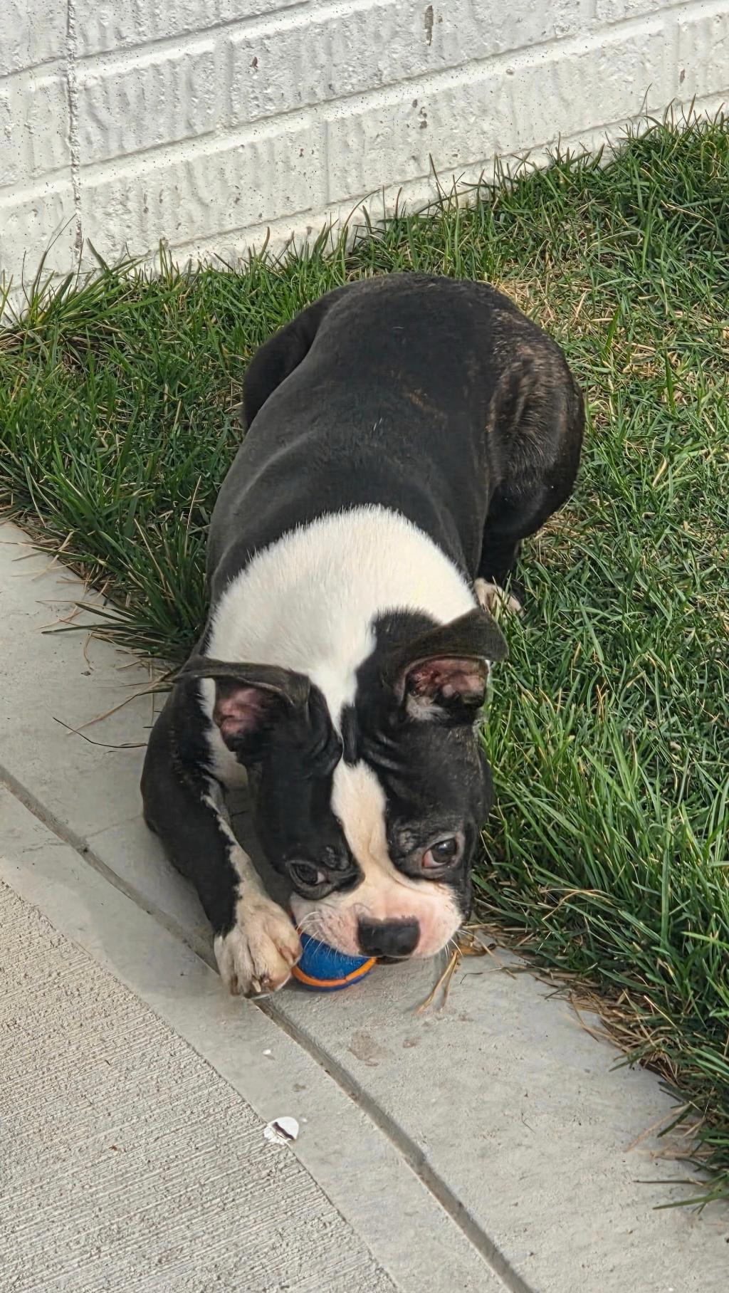 Enlarge Bode in IA, a ADOPTABLE Boston Terrier in Des Moines, IA image 2/4