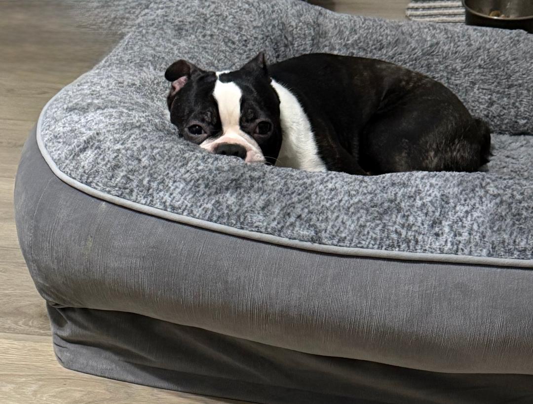 Enlarge Bode in IA, a ADOPTABLE Boston Terrier in Des Moines, IA image 3/4