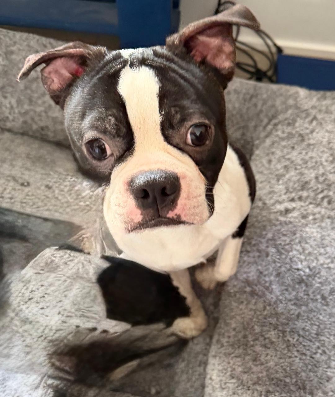 Bode in IA, ADOPTABLE, Young Male Boston Terrier.