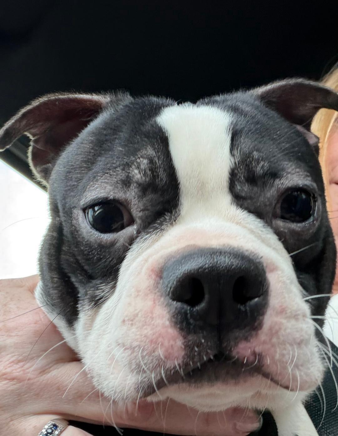 Enlarge Bode in IA, a ADOPTABLE Boston Terrier in Des Moines, IA image 4/4