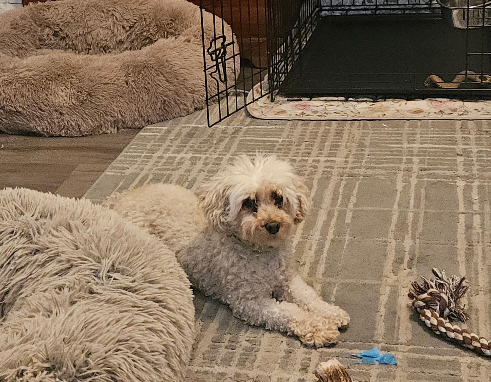 Sunshine, a Adoptable Poodle in Dayton, OH image 2/5