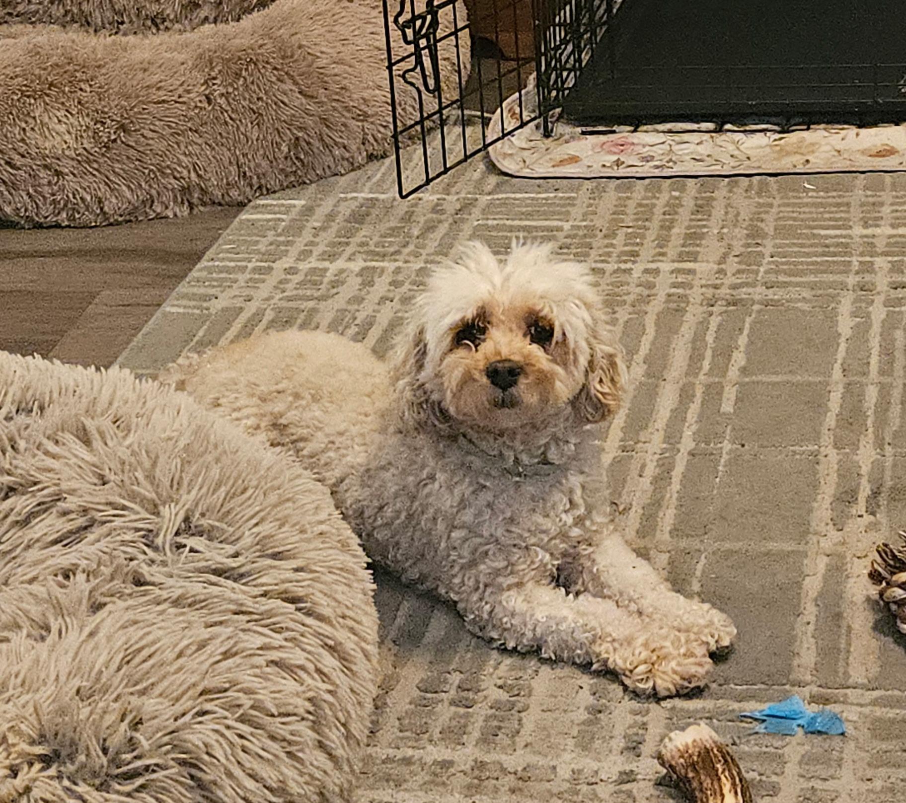 Sunshine, a Adoptable Poodle in Dayton, OH image 1/5