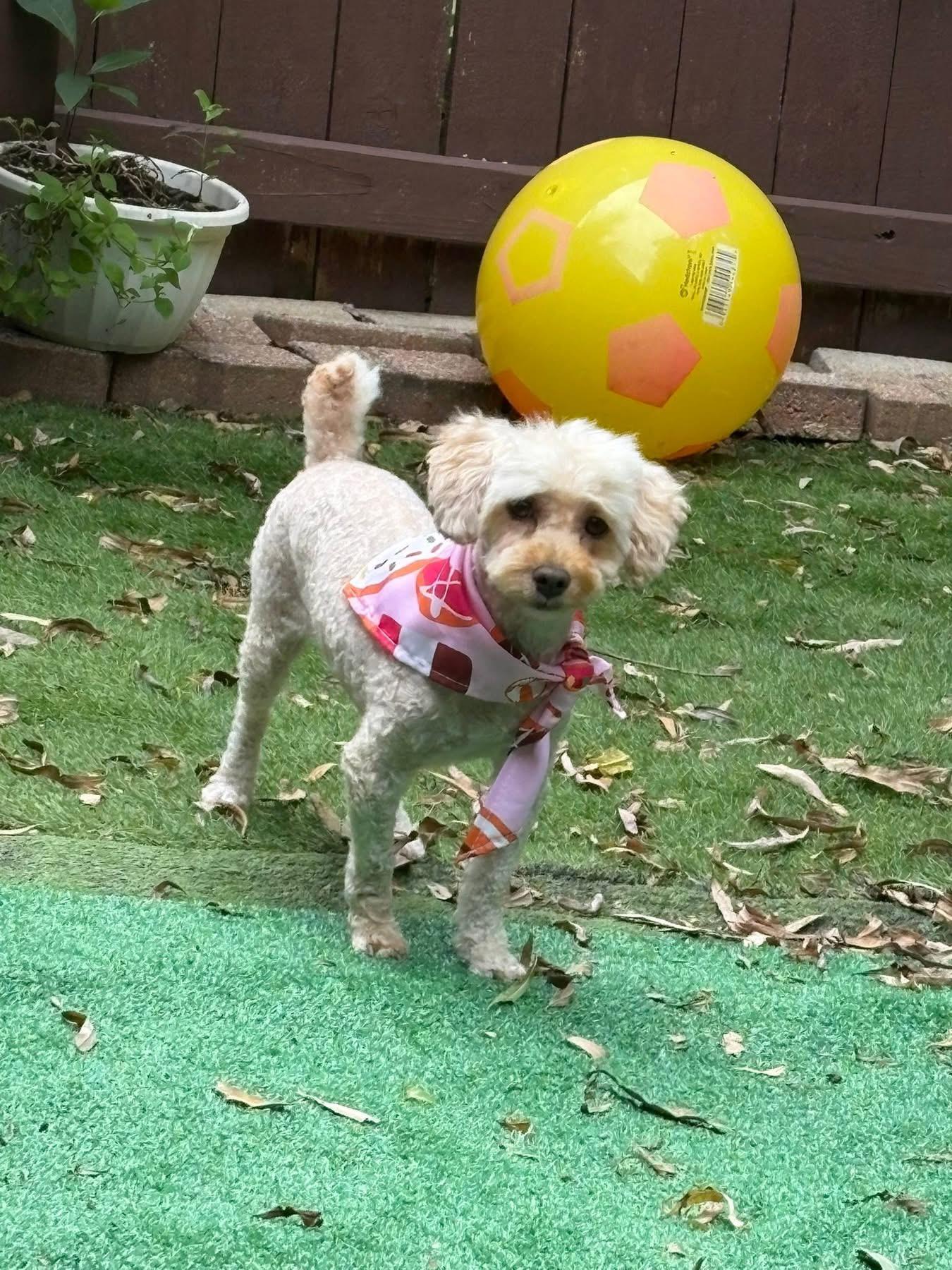 Sunshine, a Adoptable Poodle in Dayton, OH image 3/5