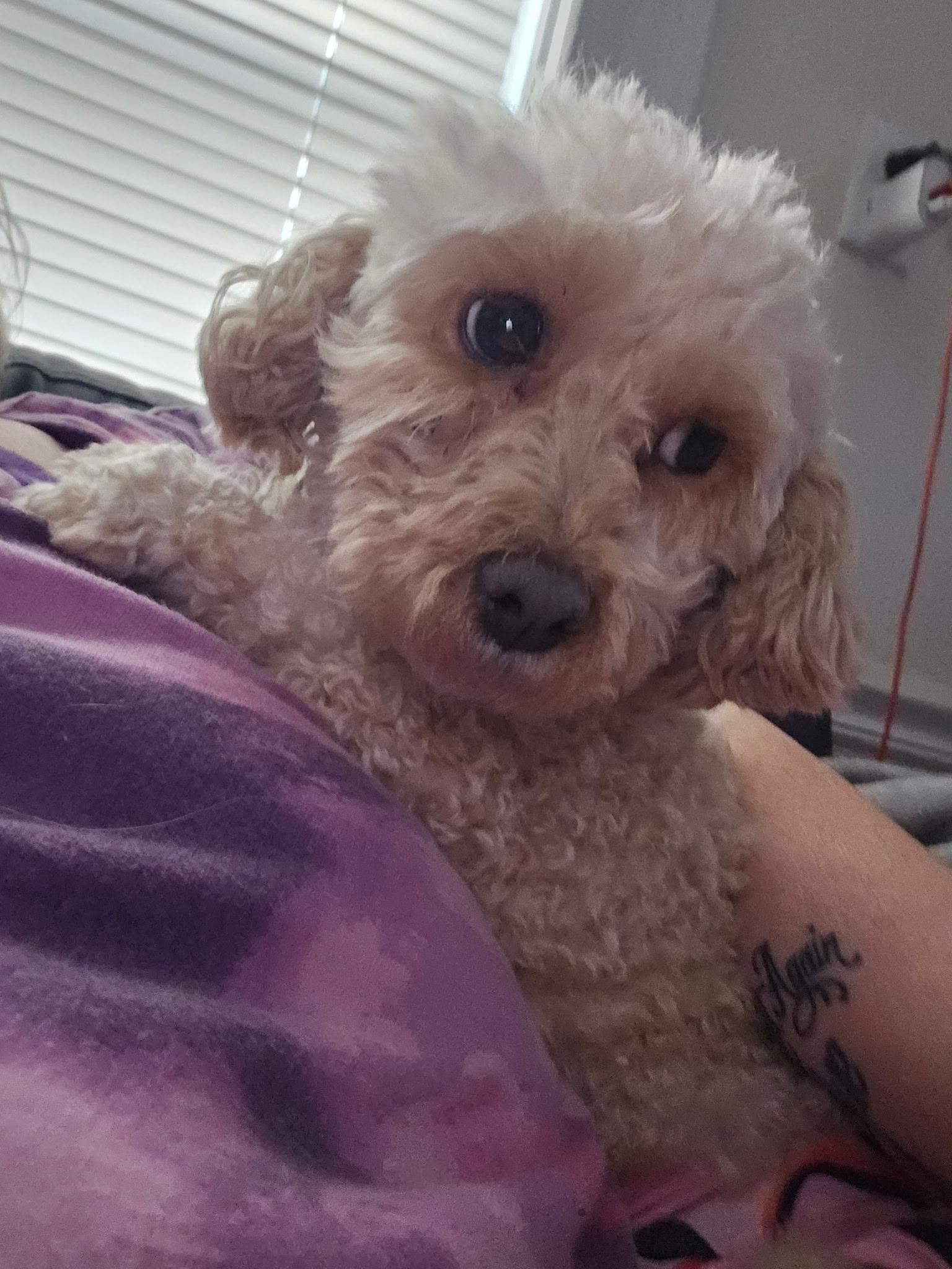 Enlarge Sunshine, a Adoptable Poodle in Dayton, OH image 4/5