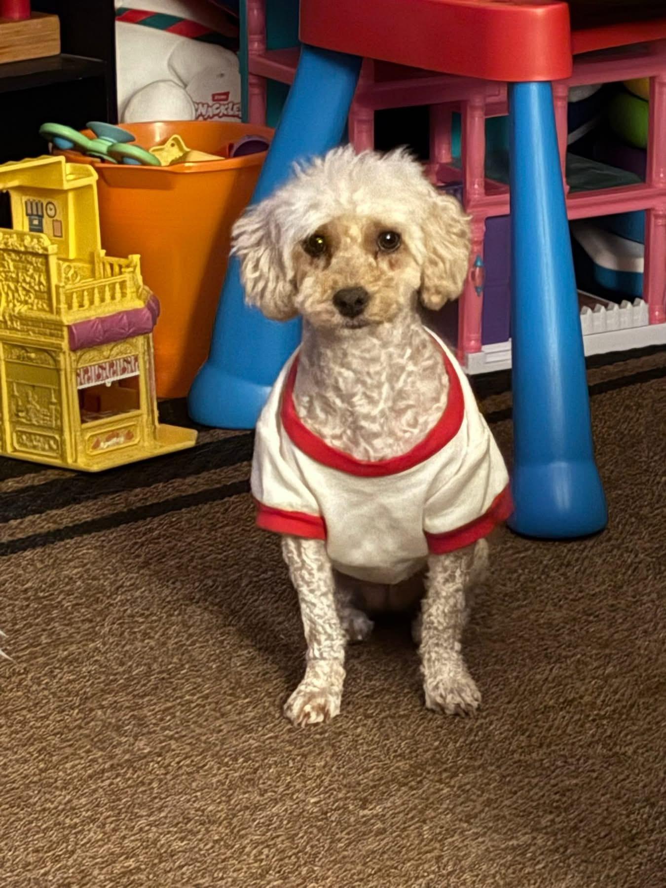 Sunshine, a Adoptable Poodle in Dayton, OH image 4/5
