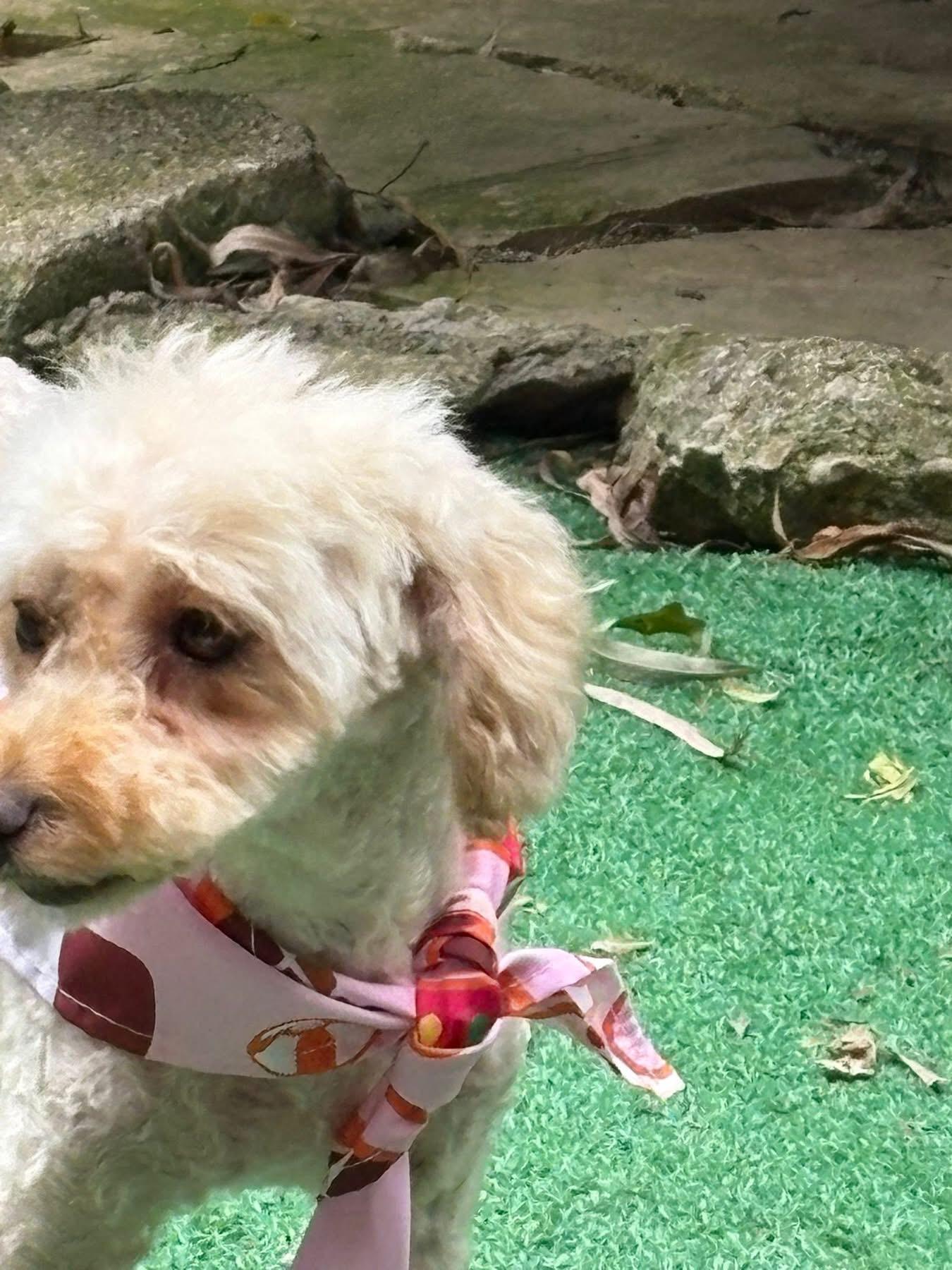 Sunshine, a Adoptable Poodle in Dayton, OH image 5/5