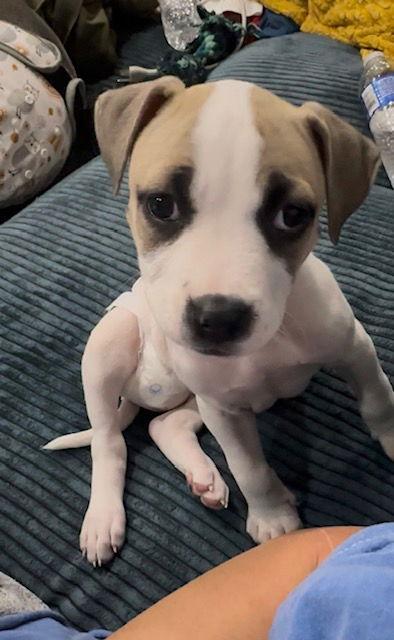 Nala, Adoptable, Puppy Female Rhodesian Ridgeback.