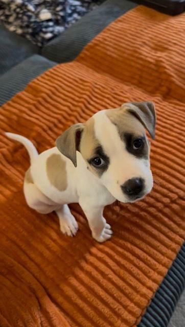 Nala, a Adoptable Rhodesian Ridgeback in Tonawanda, NY image 2/3