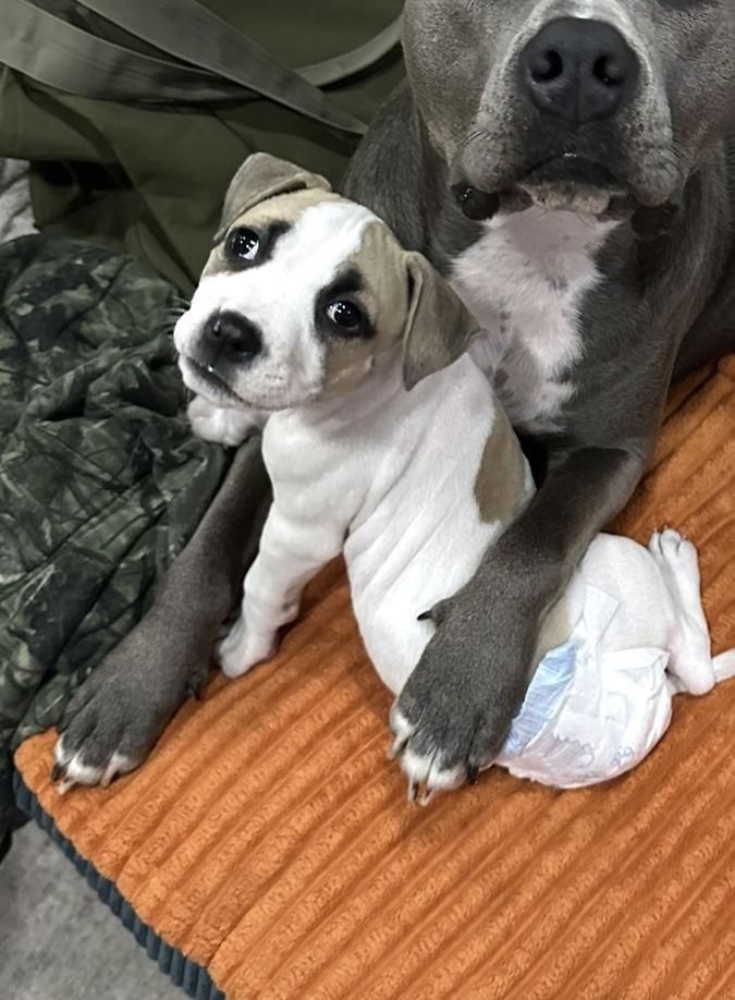 Nala, a Adoptable Rhodesian Ridgeback in Tonawanda, NY image 3/3