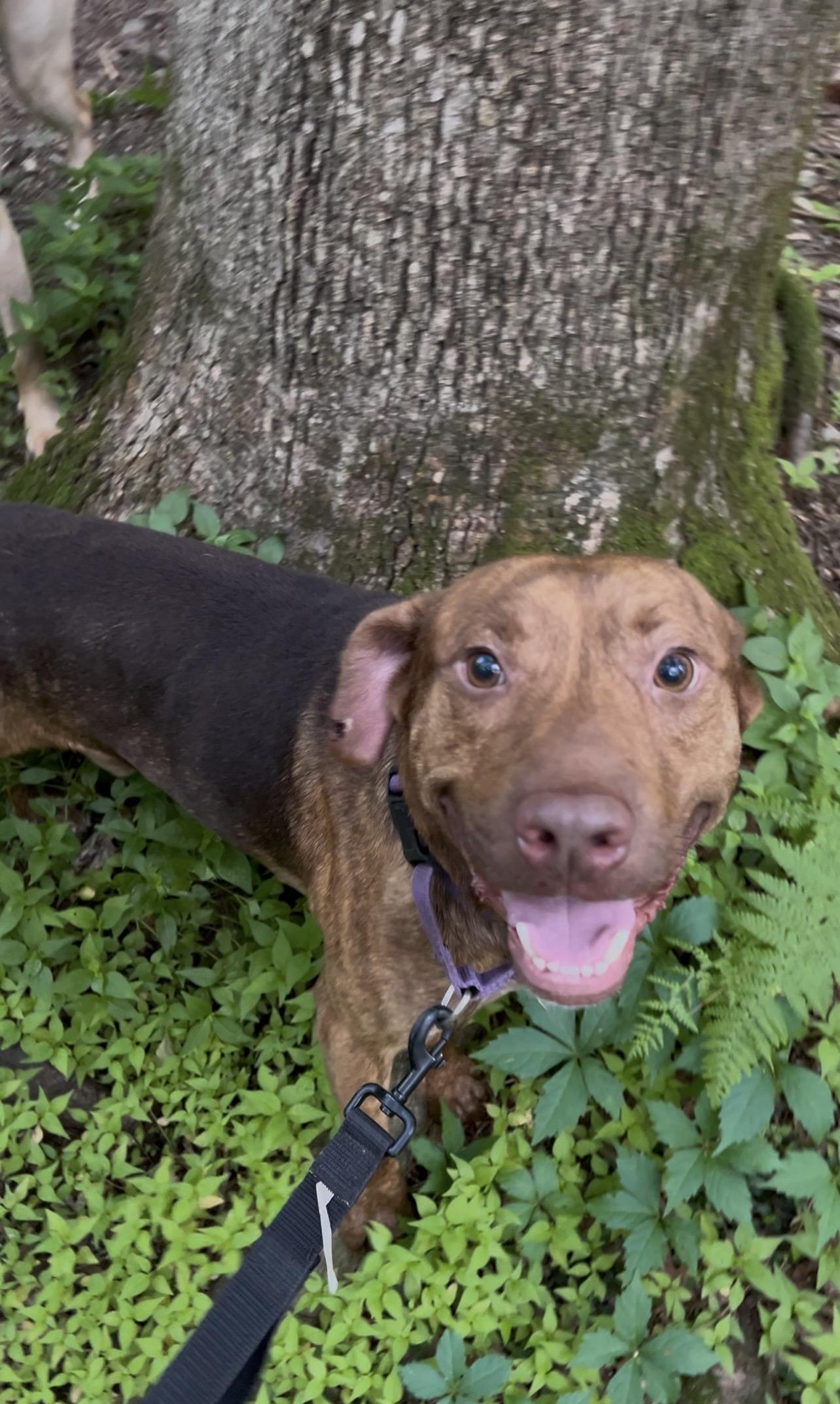 TOMATO, Adopted, Adult Male Labrador Retriever & Hound.