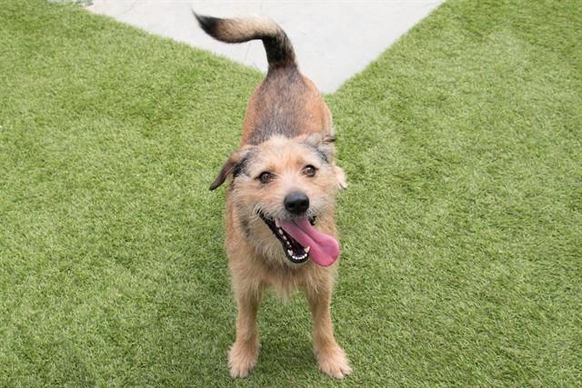 LUCKY, Adoptable, Adult Male Terrier & Mixed Breed.