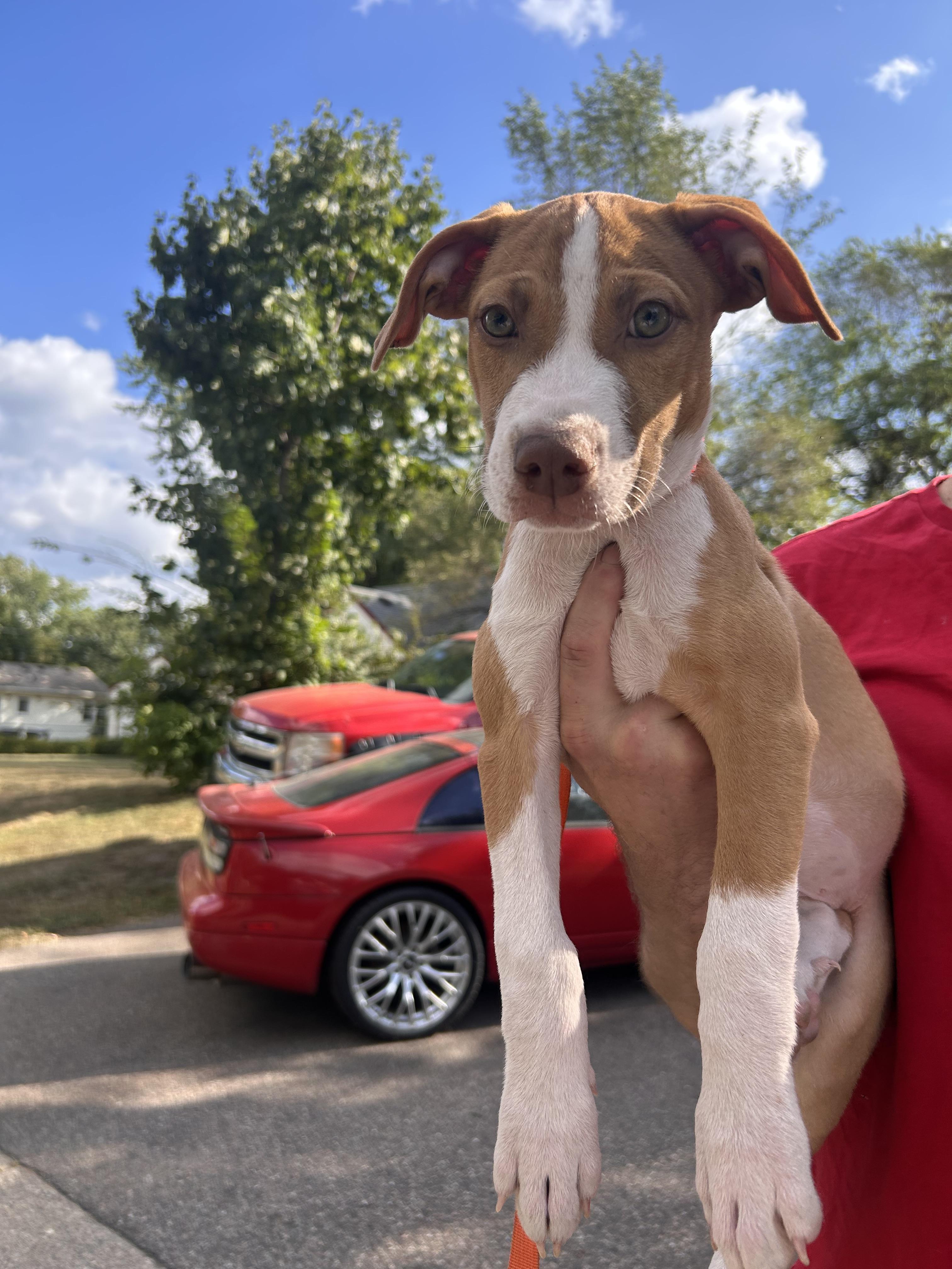 Buzz, a Adoptable mixed breed in Minneapolis, MN image 1/4