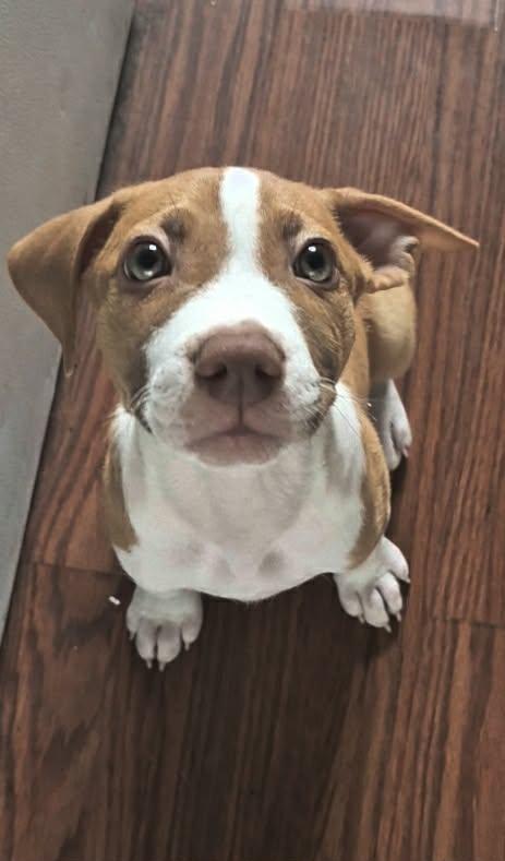 Buzz, a Adoptable mixed breed in Minneapolis, MN image 2/4