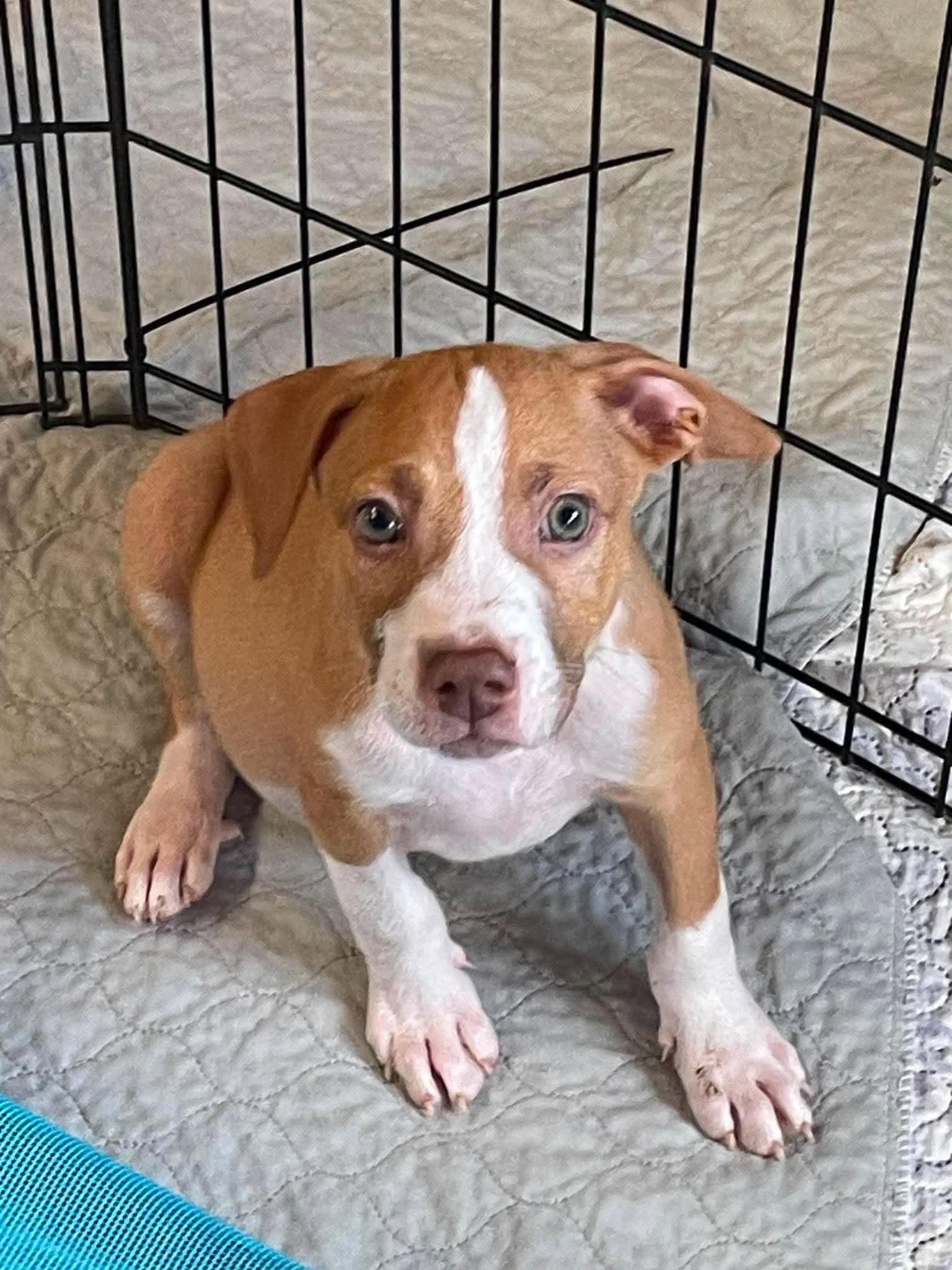 Buzz, a Adoptable mixed breed in Minneapolis, MN image 4/4