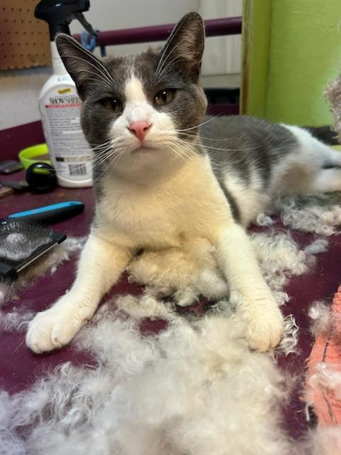 Phoebe, a Adopted Domestic Medium Hair in Crane, MO image 1/5