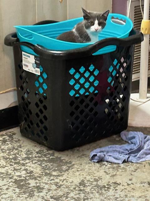 Phoebe, a Adopted Domestic Medium Hair in Crane, MO image 2/5