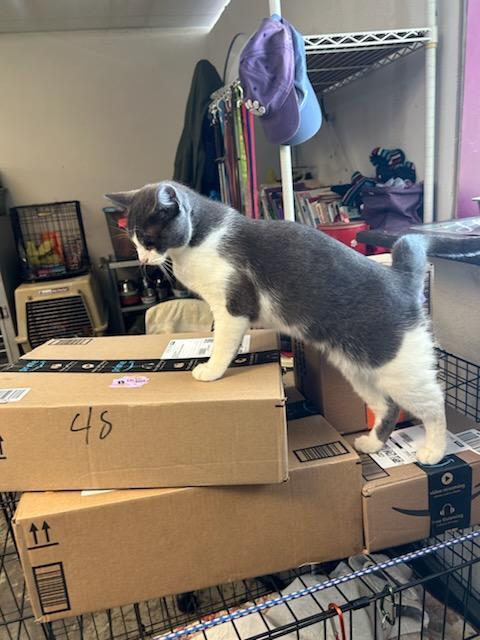 Phoebe, a Adopted Domestic Medium Hair in Crane, MO image 3/5