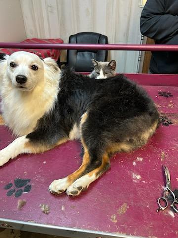 Phoebe, a Adopted Domestic Medium Hair in Crane, MO image 5/5