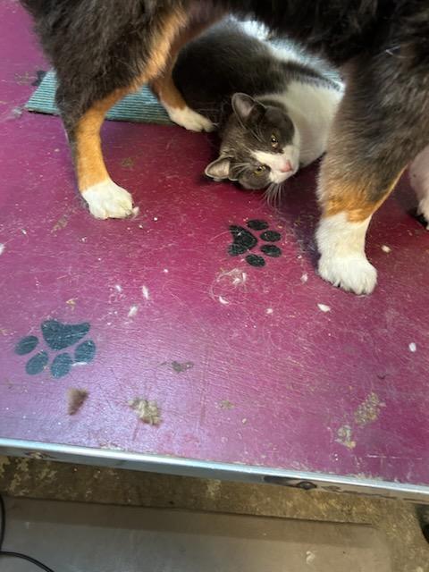 Phoebe, a Adopted Domestic Medium Hair in Crane, MO image 4/5