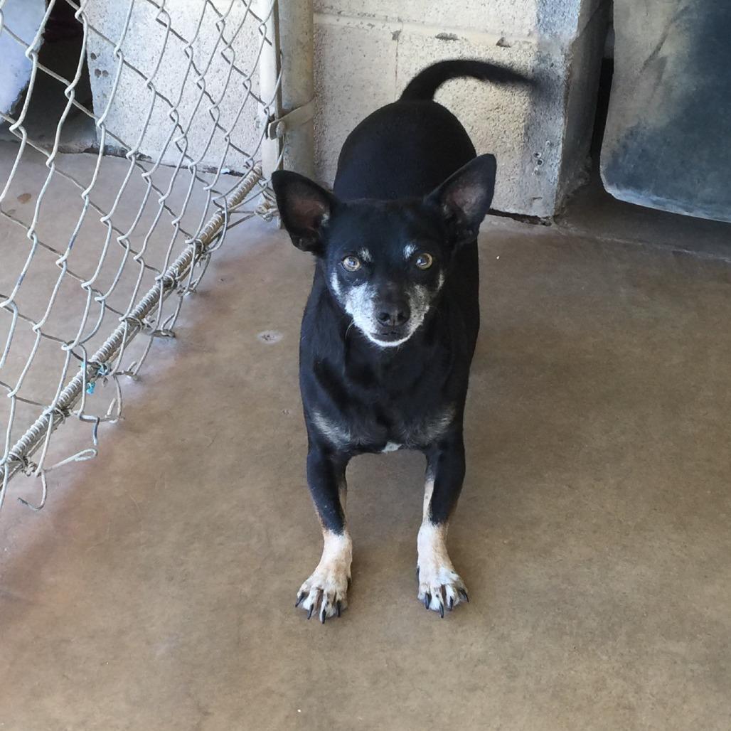 Enlarge Jingleheimer, a Adoptable mixed breed in Midland, TX image 3/4