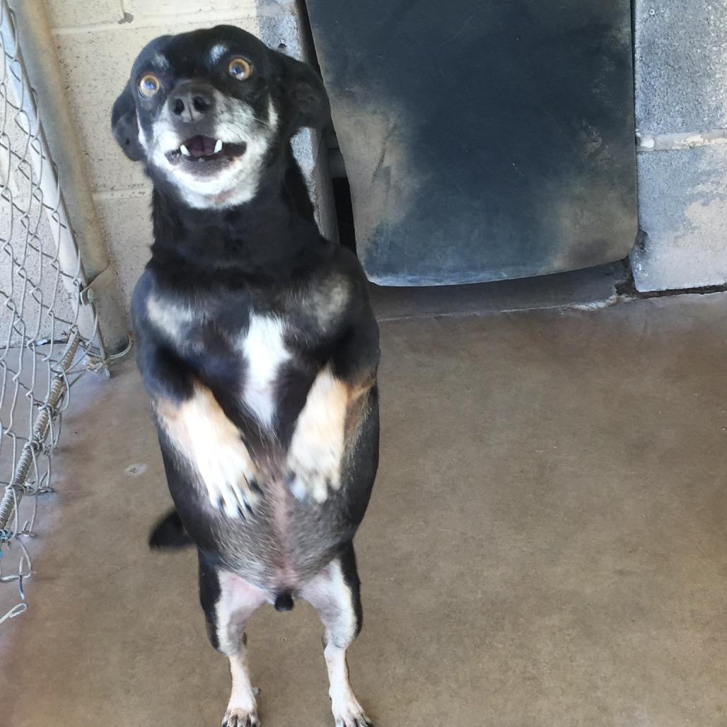 Enlarge Jingleheimer, a Adoptable mixed breed in Midland, TX image 4/4