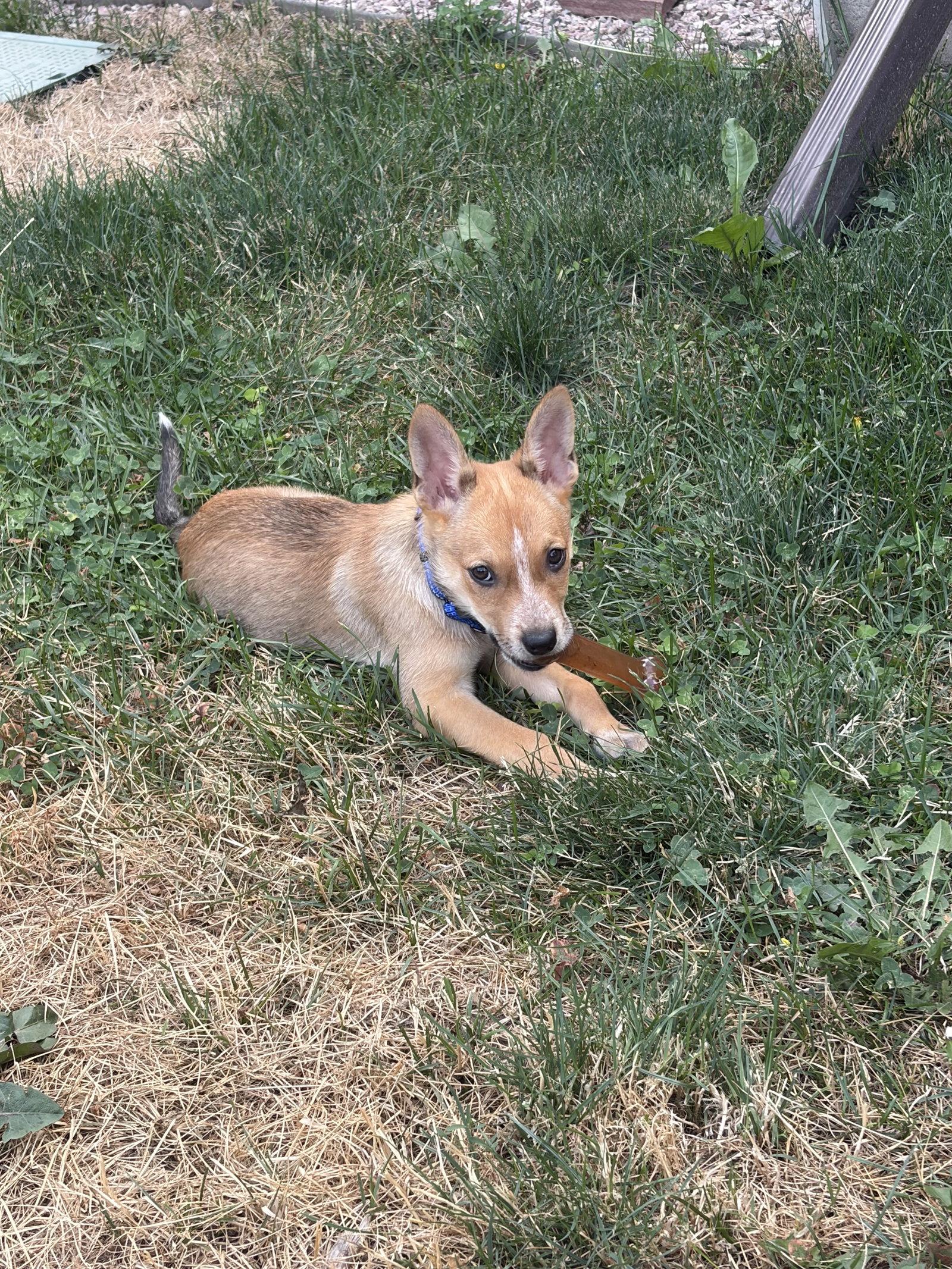 Lainey #1, Adoptable, Puppy Female Husky.