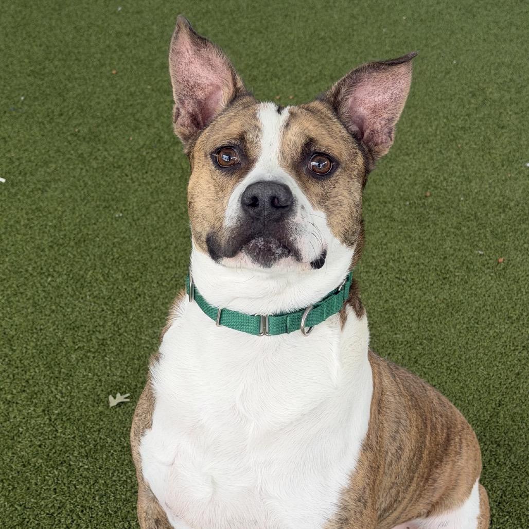 Golf, Adoptable, Adult Male Pit Bull Terrier.