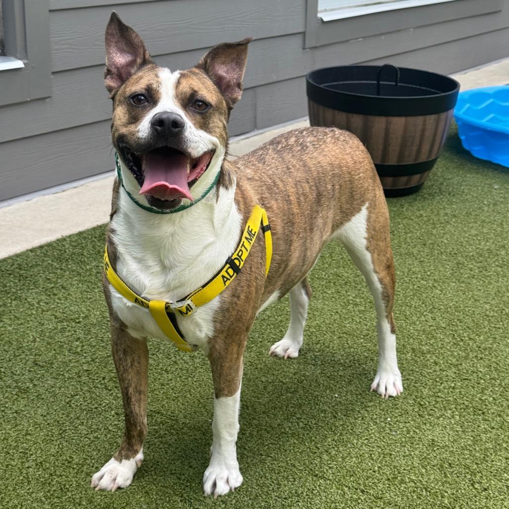 Enlarge Golf, a Adoptable Pit Bull Terrier in Greensboro, NC image 2/4