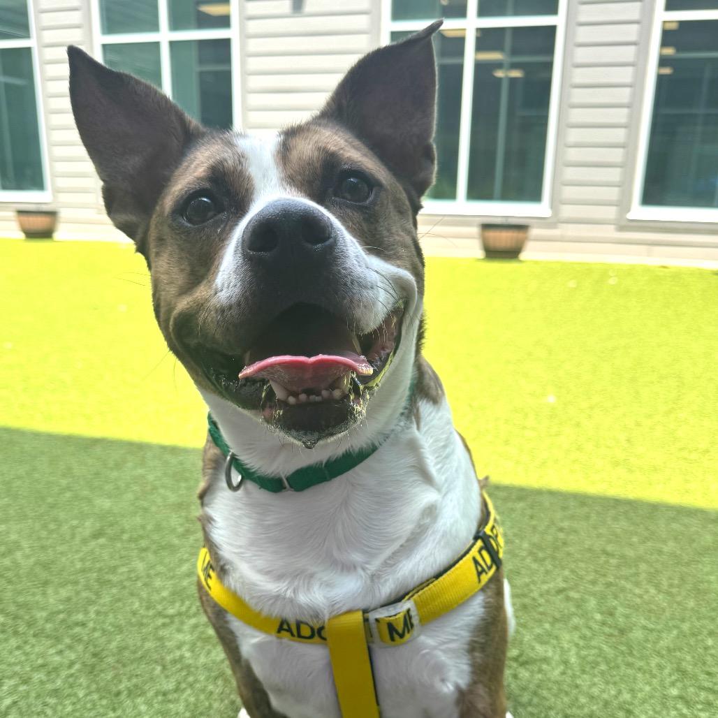 Enlarge Golf, a Adoptable Pit Bull Terrier in Greensboro, NC image 3/4
